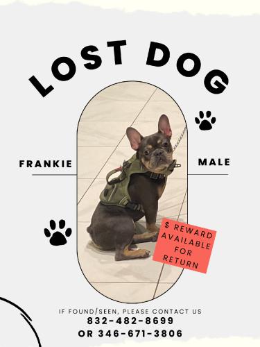 Lost Male Dog last seen Hollowgreen & richmond, Houston, TX 77082