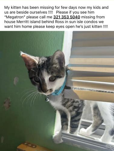 Lost Male Cat last seen Sun isle cndmniums Merritt island N Courtney pkwy  Behind Ross and  Depot and also behind Econolodge Hotel also Plumosa st and Merritt Ave , Merritt Island, FL 32953