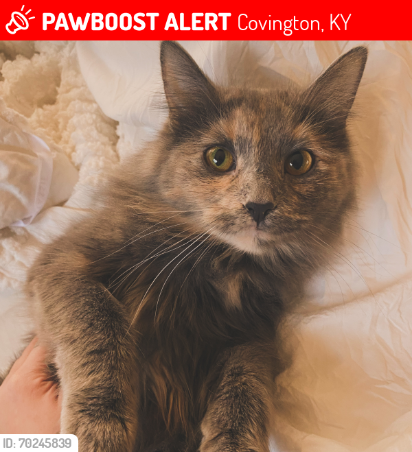 Lost Female Cat last seen Near West 20th Street, Covington, KY 41014