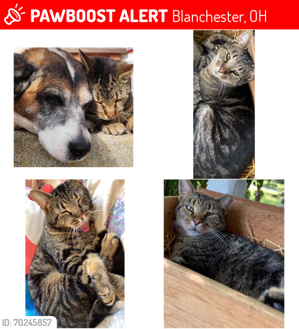 Lost Male Cat last seen Northview rd, Blanchester, OH 45107