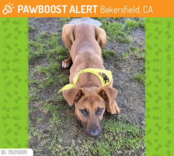 Shelter Stray Female Dog last seen Near BLOCK QUINCY ST, BAKERSFIELD CA 93306, Bakersfield, CA 93308
