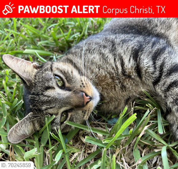 Lost Female Cat last seen Airline and Monette, Corpus Christi, TX 78412