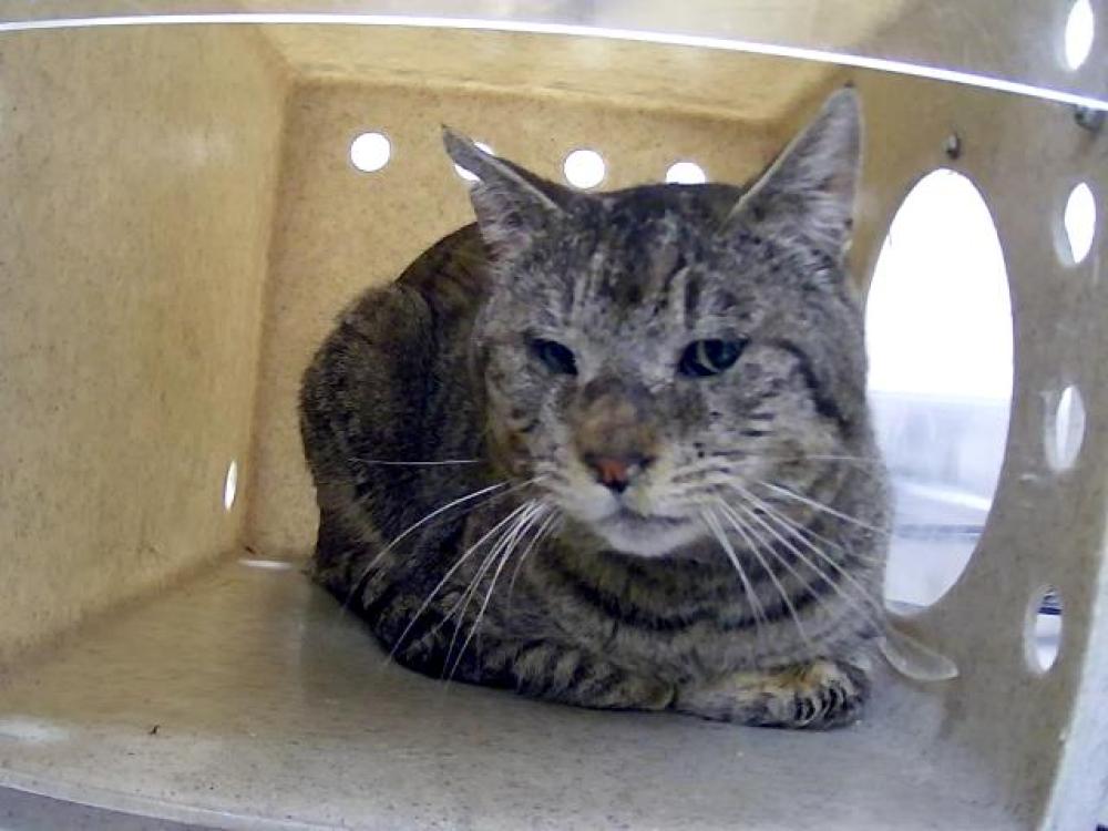 Shelter Stray Unknown Cat last seen Near BLOCK WILDER ST, RENO NV 89512, Reno, NV 89502