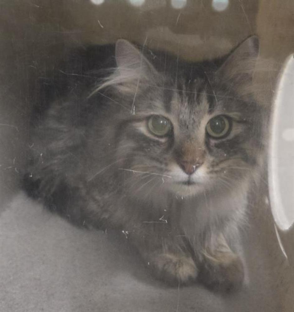 Shelter Stray Female Cat last seen Near BLOCK VICTORIAN AVE, SPARKS NV 89431, Reno, NV 89502