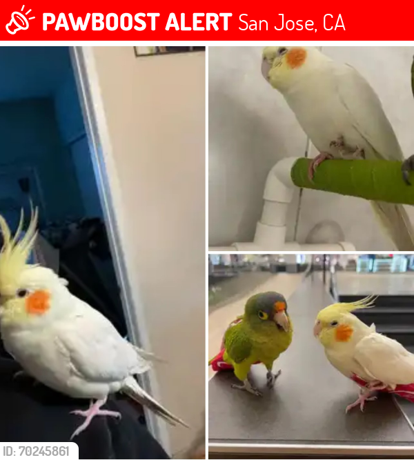 Lost Female Bird last seen CATHY DR AND OCALA AVE, San Jose, CA 95122