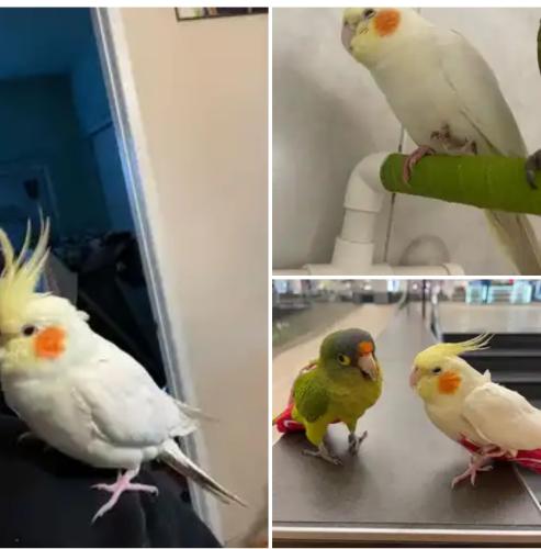Lost Female Bird last seen CATHY DR AND OCALA AVE, San Jose, CA 95122