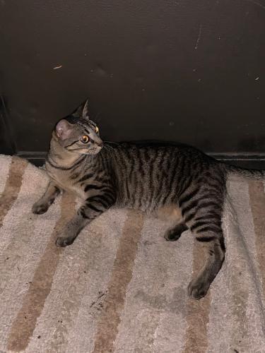Lost Male Cat last seen 39th Ave and 19th st, Gainesville, FL 32605