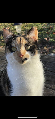 Lost Female Cat last seen Waters ave, Nashville, TN 37206