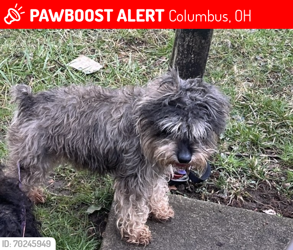 Lost Female Dog last seen Medina and East North Broadway, Columbus, OH 43224