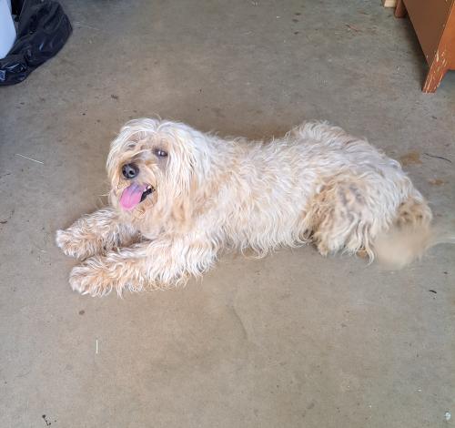 Found/Stray Male Dog last seen Near Diamond Dr , Athens, GA 30605
