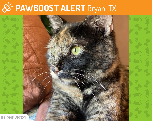 Shelter Stray Female Cat last seen Brazos County, TX 77808, Bryan, TX 77807