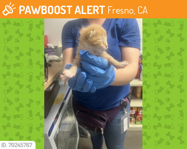 Shelter Stray Female Cat last seen E Shaw Ave & N Academy Ave, Clovis Zone Fresno CO 4 93619, CA, Fresno, CA 93706
