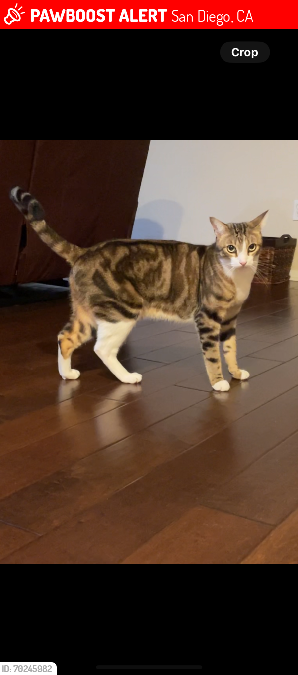 Lost Male Cat last seen Carmel Mountain Rd & Carmel Country Rd by Merge Carmel Valley shopping center, San Diego, CA 92130