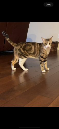 Lost Male Cat last seen Carmel Mountain Rd & Carmel Country Rd by Merge Carmel Valley shopping center, San Diego, CA 92130