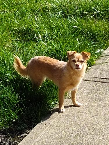 Lost Female Dog last seen Near Wertz abe, Canton, OH 44708