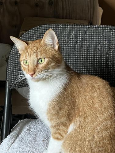 Lost Male Cat last seen Airline and Monette , Corpus Christi, TX 78412