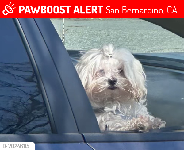 Lost Male Dog last seen 7th and garner ave, San Bernardino, CA 92411