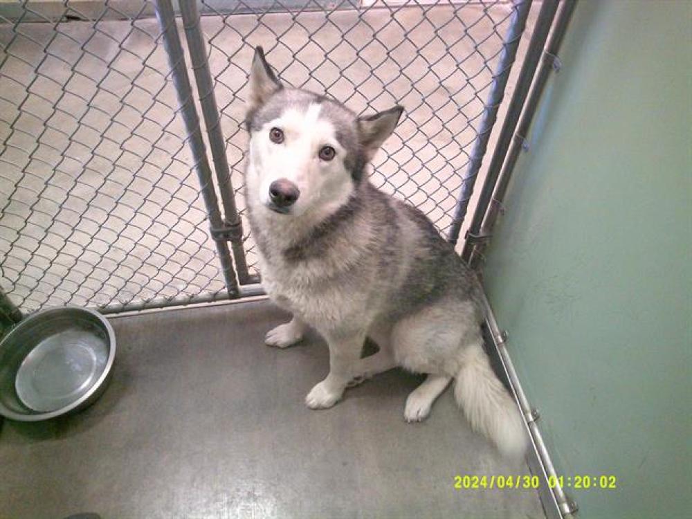 Shelter Stray Female Dog last seen KEYESVILLE, Lake Isabella, CA 93240