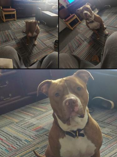 Lost Male Dog last seen 60th and post oak rd norman, ok, Norman, OK 73068