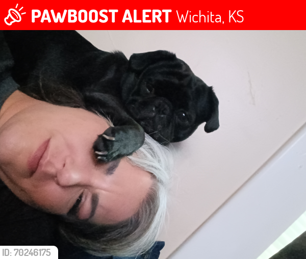Lost Male Dog last seen 2nd and Grove, Wichita, KS 67214