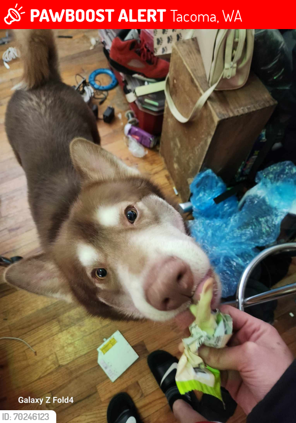 Lost Male Dog last seen 19th and M somewhere between Safeway and st Joseph hosp, Tacoma, WA 98405