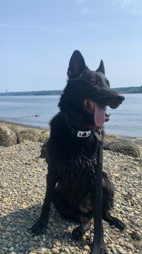 Lost Female Dog last seen Market Street, Tacoma, WA 98402