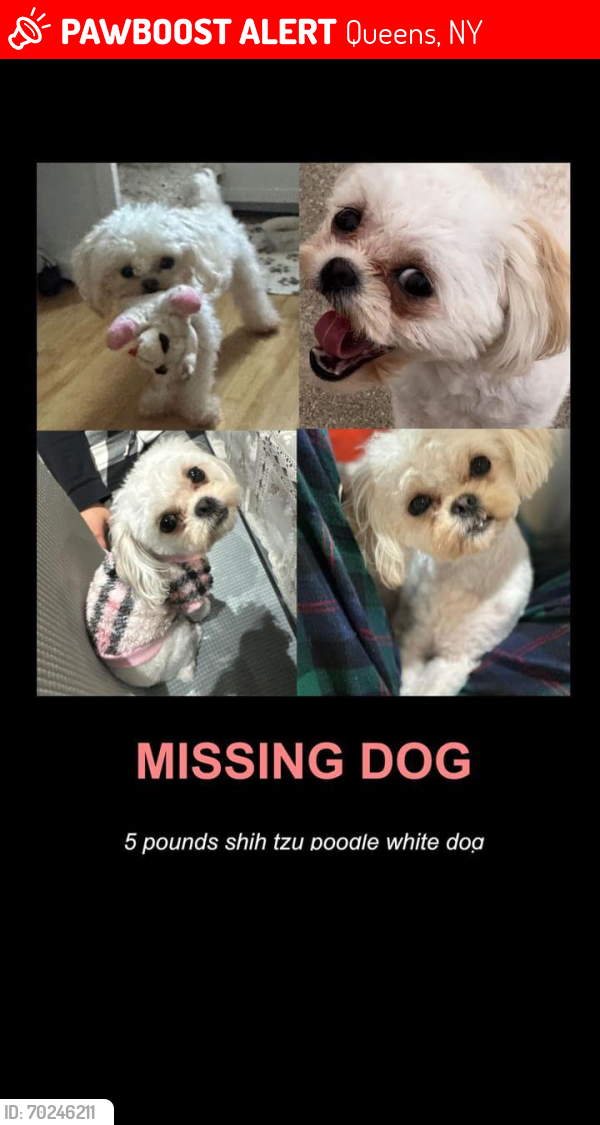 Lost Female Dog last seen Nashville near school building, Queens, NY 11411