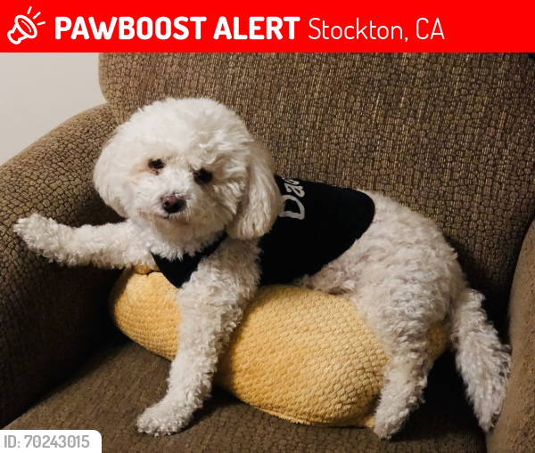 Lost Female Dog last seen Anderson st y center st , Stockton, CA 95206