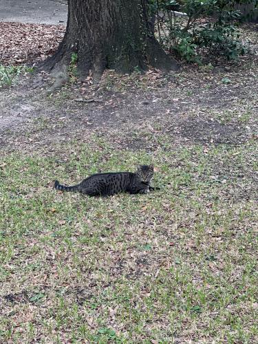 Lost Male Cat last seen British Park, Mobile, AL 36602