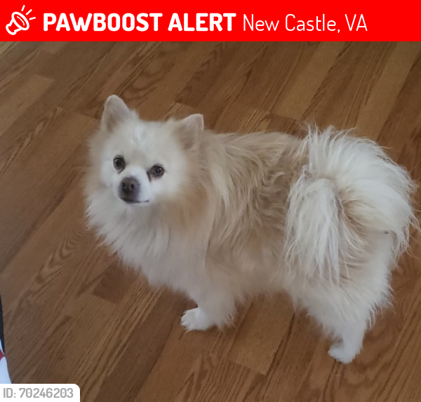 Lost Male Dog last seen New Castle, VA, New Castle, VA 24127