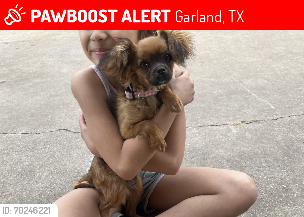 Lost Female Dog last seen Country club dr, Garland, TX 75040