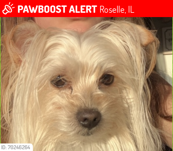 Lost Male Dog last seen Nerge rd, and plum grove road, Roselle, IL 60172
