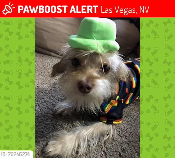 Lost Male Dog last seen Torrey pines and charleston, Las Vegas, NV 89107