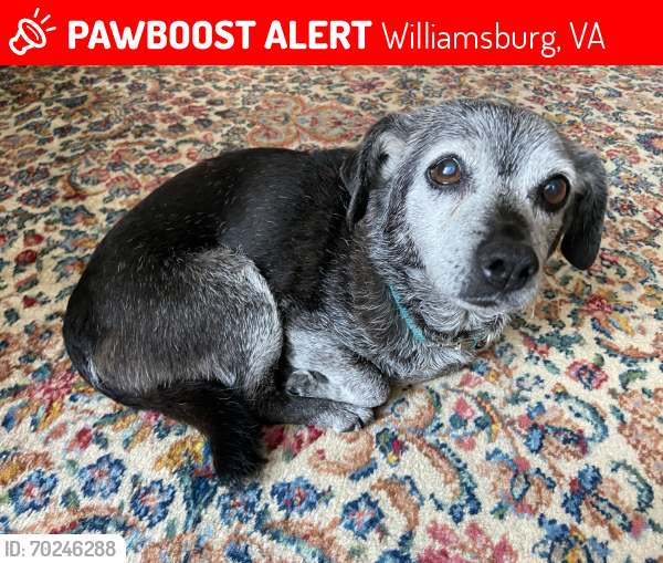 Lost Female Dog last seen Chickahominy, Riverfront, Park, and John Tyler Highway, Williamsburg, VA 23185