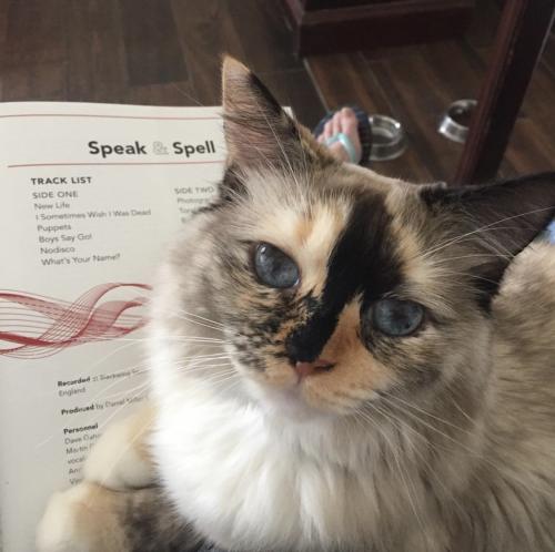 Lost Female Cat last seen Sunset and Highland, West Hollywood, CA 90069