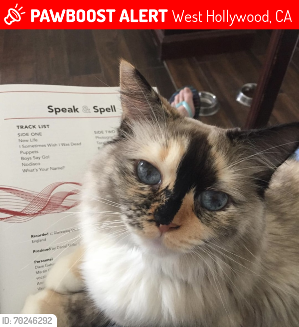 Lost Female Cat last seen Sunset and Highland, West Hollywood, CA 90069