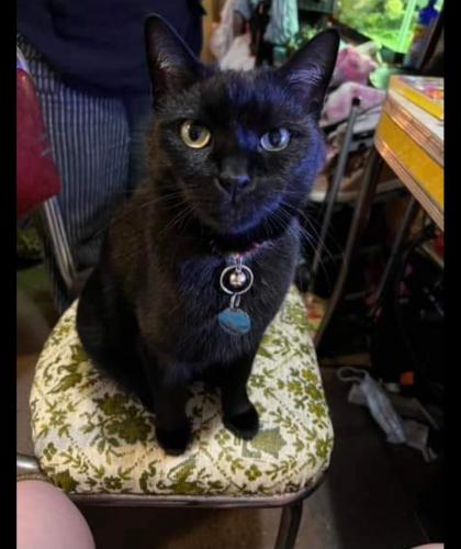 Lost Male Cat last seen West Springfield & Plymouth Rd, Springfield, PA 19064