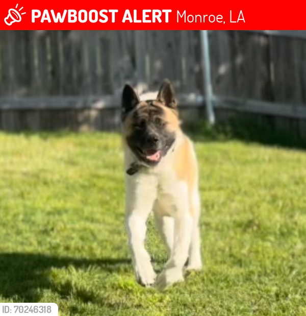 Lost Male Dog last seen Winnsboro and Highway 15, Monroe, LA 71202