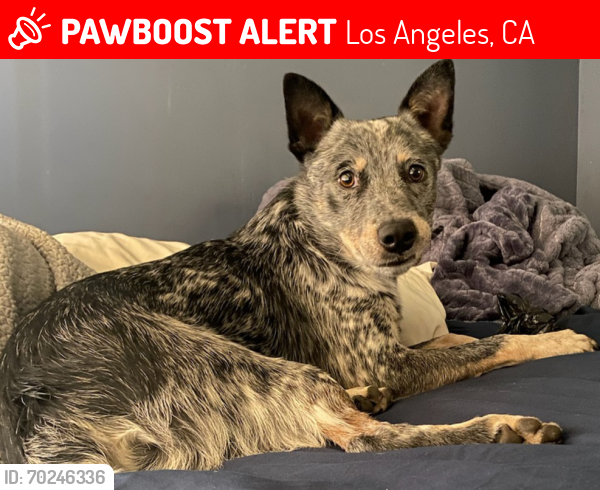 Lost Male Dog last seen Ventura Blvd and cedros ave, Los Angeles, CA 91403