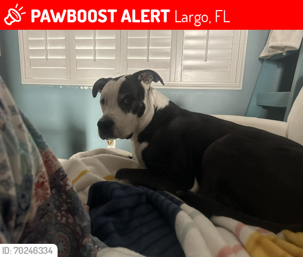 Largo FL Lost Male Dog Busa Is Missing PawBoost