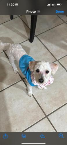 Lost Male Dog last seen Ocotillo Park, Cathedral City 92234 , Cathedral City, CA 92234