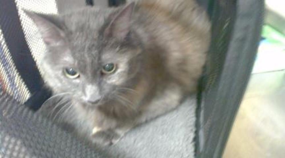 Shelter Stray Female Cat last seen Near BLOCK N BRIGHTON BLVD, DENVER CO 80216, Denver, CO 80223