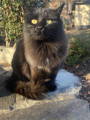 Lost Female Cat last seen Doolie Rd. and Whippoorwill Rd., Mooresville, NC 28117