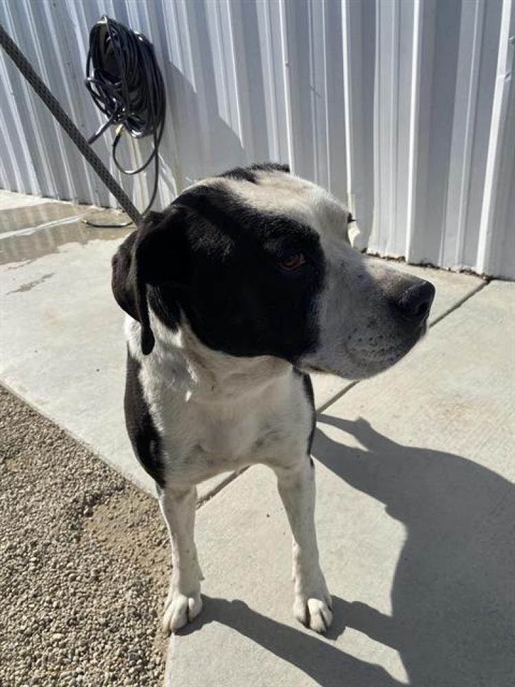 Shelter Stray Male Dog last seen Near BLOCK HOUGHTON RD, BAKERSFIELD CA 93313, Bakersfield, CA 93308