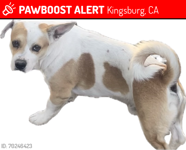 Lost Male Dog last seen Mehlert and 10th ave, Kingsburg, CA 93631