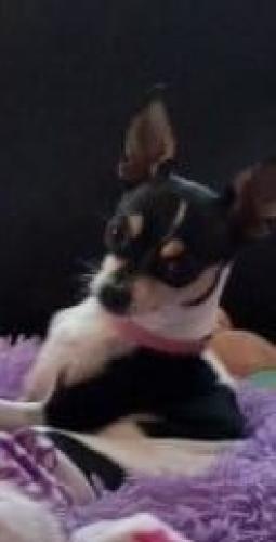 Lost Female Dog last seen Bruant Rd and 24/27 in Moore county, Cameron, NC 28326