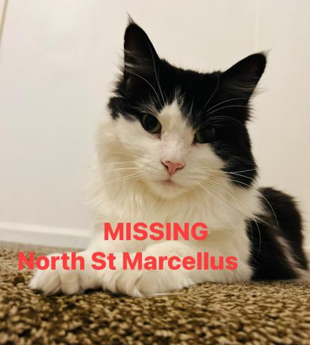 Lost Female Cat last seen Near North street Marcellus NY 13108, Marcellus, NY 13108