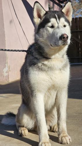 Lost Male Dog last seen 34th and wall ave, San Bernardino, CA 92404