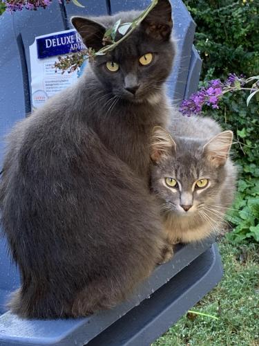 Lost Male Cat last seen BTW Eastchester and Glenwood Ave, High Point, NC 27262