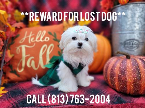 Lost Female Dog last seen Lake Shore Drive by Oakland Lake Park, Fort Worth, TX 76103